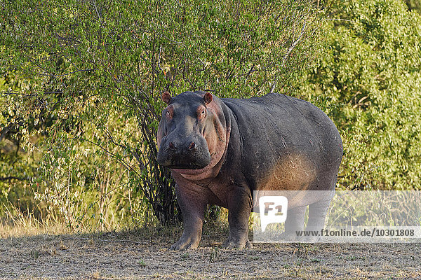 Flusspferd (hippopotamus amphibious)  im Morgenlicht  Amboseli  Kenia  Afrika