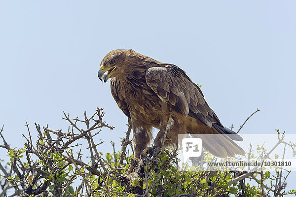 Savannenadler (Aquila rapax)  mit Beute  Masai Mara  Narok County  Kenia  Afrika
