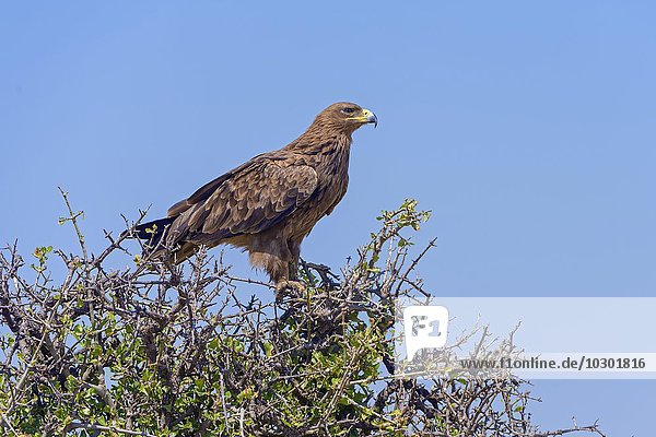 Savannenadler (Aquila rapax)  auf Busch  Masai Mara  Narok County  Kenia  Afrika