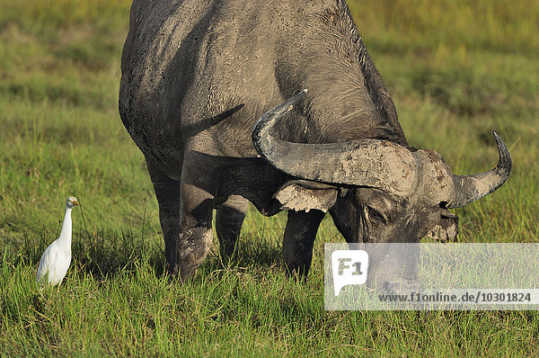 Afrikanischer Büffel  Kaffernbüffel (Syncerus caffer)  grast in den Sümpfen  Amboseli  Kenia  Afrika