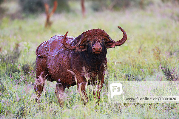 Mit rotem Schlamm bedeckter  afrikanischer Büffel  Kaffernbüffel (Syncerus caffer)  im Morgenlicht  Tsavo  Kenia  Afrika