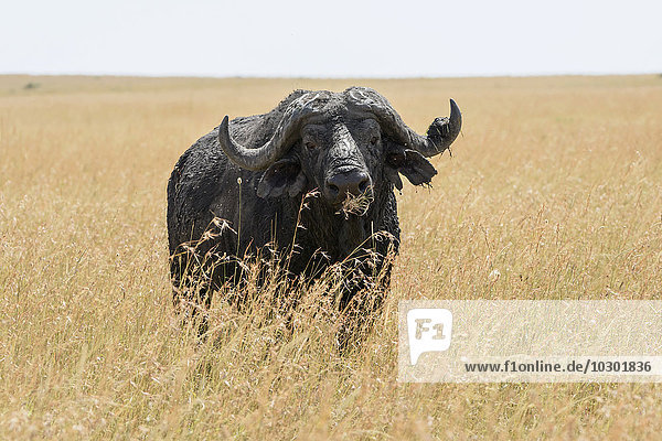 Alter afrikanischer Büffel  Kaffernbüffel (Syncerus caffer)  im hohen Gras  Masai Mara  Narok County  Kenia  Afrika