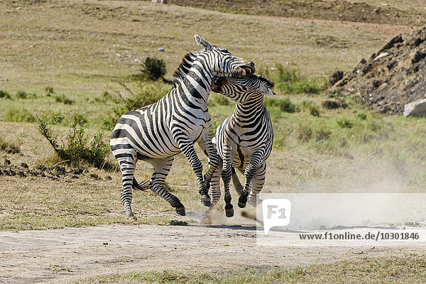 Zebras (Equus quagga)  kämpfende Hengste  Masai Mara  Narok County  Kenia  Afrika