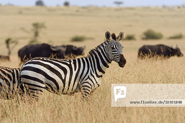 Zebra (Equus quagga)  steht im hohen Gras  Abendlicht  Masai Mara  Narok County  Kenia  Afrika