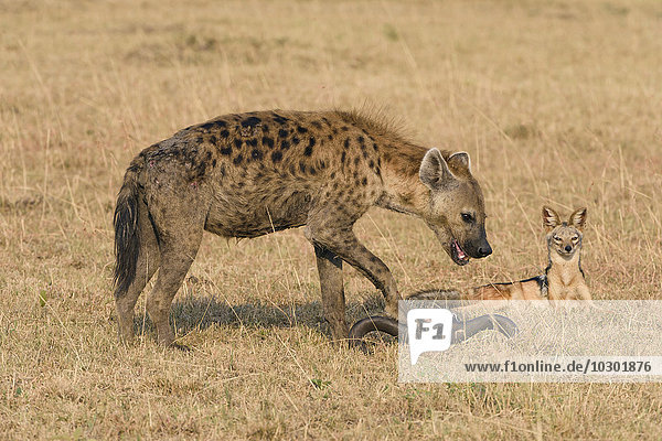 Ein hungriger Schabrackenschakal (Canis mesomelas) belauert eine Tüpfelhyäne (Crocuta crocuta) am Riss  Maasai Mara  Narok County  Kenia  Afrika