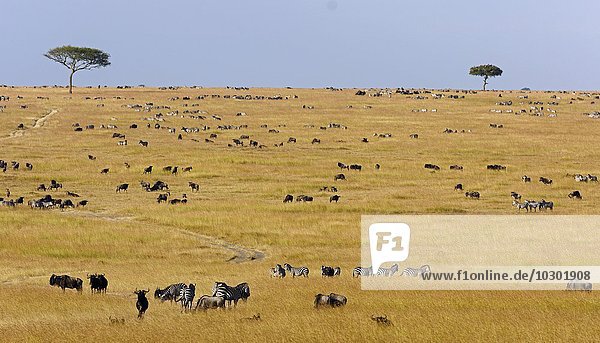 Gnuherden (Connochaetes taurinus) während der Migration  südliche Maasai Mara  Maasai Mara  Narok County  Kenia  Afrika