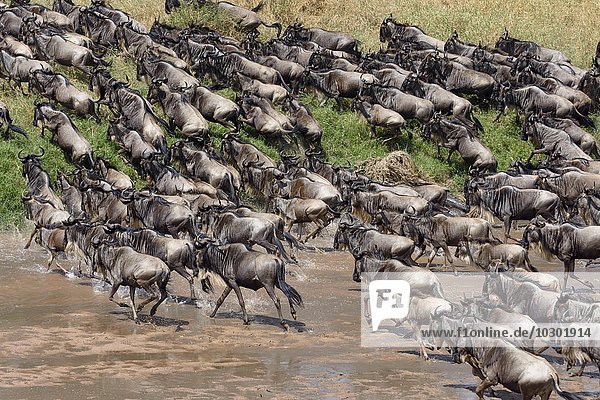 Gnuherde (Connochaetes taurinus) durchqueren den Sand River  Maasai Mara  Narok County  Kenia  Afrika