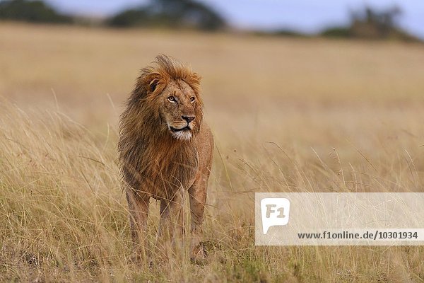 Männlicher Löwe (Panthera leo) im Morgenlicht  Masai Mara  Narok County  Kenia  Afrika