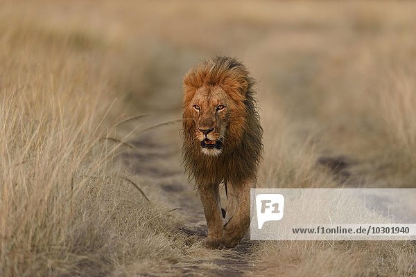 Löwe (Panthera leo)  Männchen läuft auf Weg im Morgenlicht  Masai Mara  Narok County  Kenia  Afrika