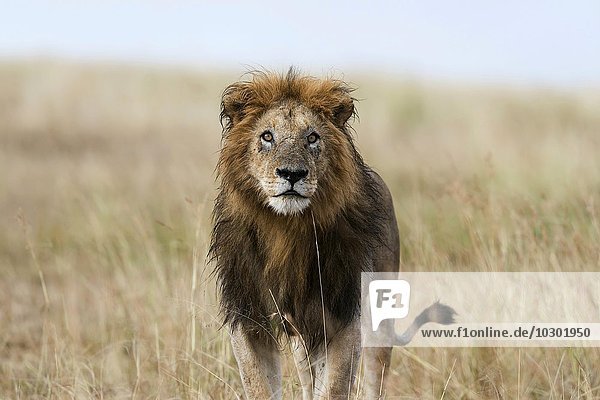 Nasser Löwe (Panthera leo)  Männchen  Masai Mara  Narok County  Kenia  Afrika