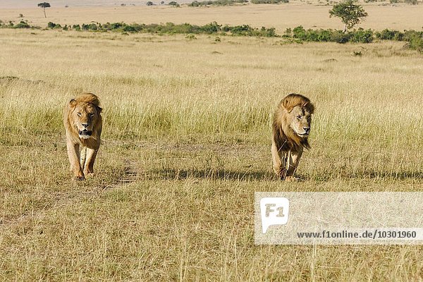Zwei männliche Löwen (Panthera leo),  Sohn und Vater,  durchstreifen die Savanne,  Masai Mara,  Narok County,  Kenia,  Afrika