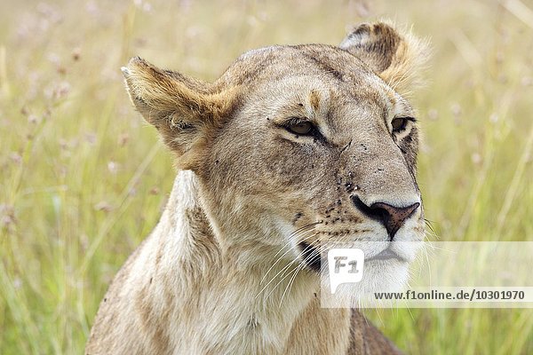 Löwe (Panthera leo)  Löwin  Weibchen  Portrait  Masai Mara  Narok County  Kenia  Afrika
