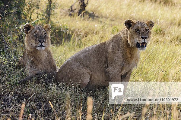 Zwei junge  männliche Löwen (Panthera leo) beobachten im Schatten eines Gebüschs  Masai Mara  Narok County  Kenia  Afrika