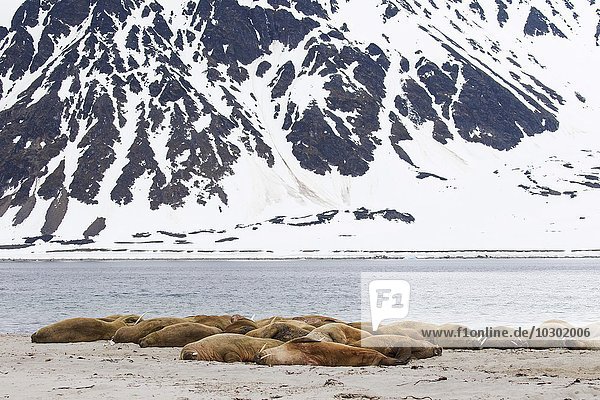 Ruhende Walrosse (Odobenus rosmarus) im Magdalenenfjord  Spitzbergen  Norwegen  Europa