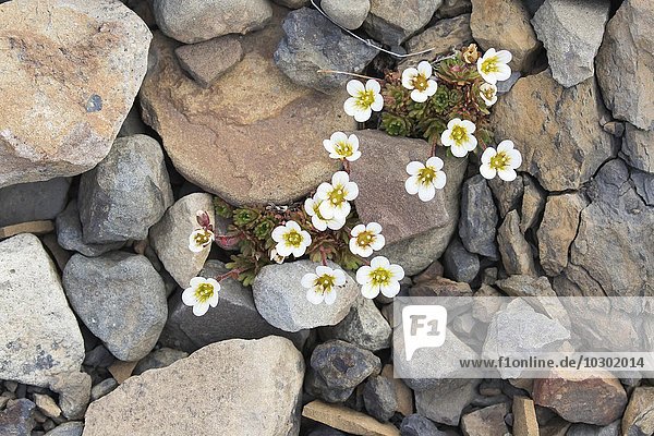 Rasen-Steinbrech (Saxifraga rosacea)  Spitzbergen  Norwegen  Europa