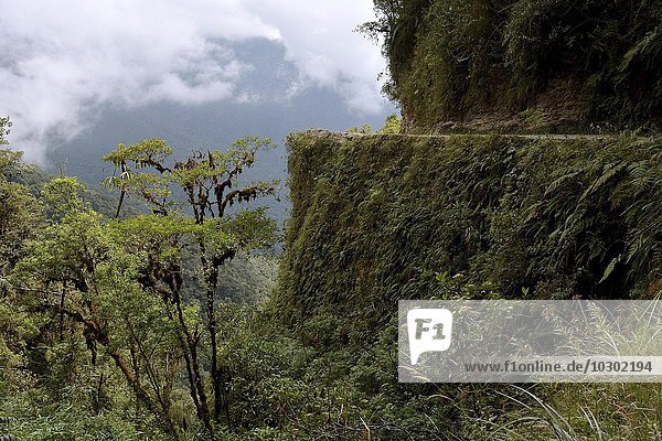 Scarp on Death Road rich subtropical vegetation Camino de la Muerte Yungas road between La Paz and Coroico Bolivia South America