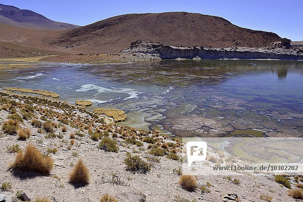 Black lagoon with aquatic plants forming unique structures  Laguna Negra  at Uyuni  Lipez  Bolivia  South America