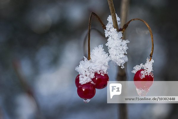 Gefrorene Beeren,  Amerikanischer Schneeball-Strauch,  auch Cranberry-Strauch (Viburnum trilobum),  am Turnagain Pass,  Alaska,  USA,  Nordamerika
