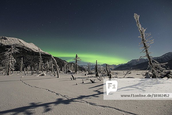 Aurora borealis  Mondlicht und die Spuren eines Kojoten am Twenty Mile River  Portage  Alaska  USA  Nordamerika