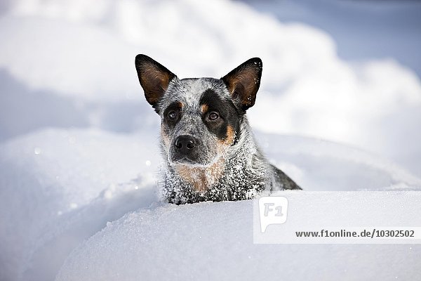 Australian Cattle Dog  blau  Junghund sitzt im tiefen Schnee  Nordtirol  Österreich  Europa