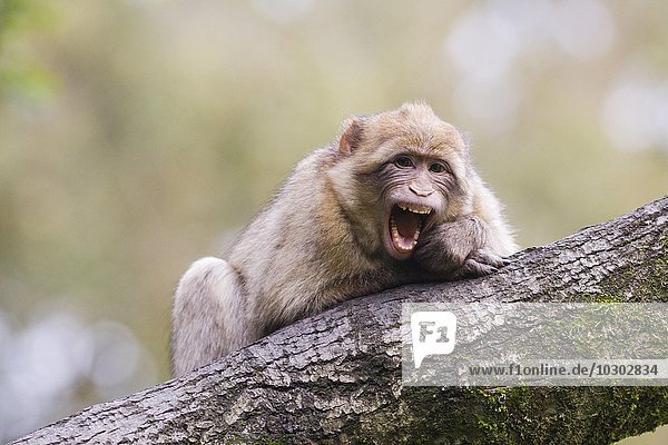 Berberaffe (Macaca sylvanus)  gähnend  Monkey Forest  Trentham  Großbritannien  Europa