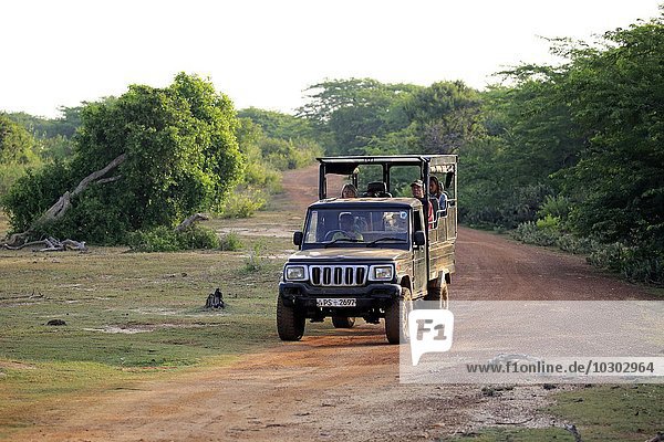 Safari vehicle  SUV  game drive with tourists in Yala National Park  Sri Lanka  Asia