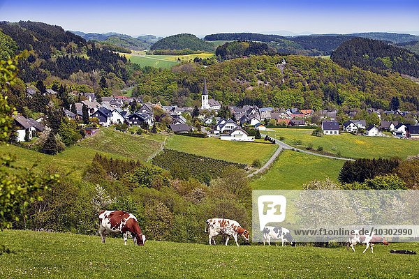 Ausblick auf Ortsteil Düdinghausen der Stadt Medebach  vorne Kühe  Sauerland  Nordrhein-Westfalen  Deutschland  Europa