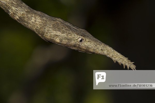 Blattnasennatter (Langaha madagascariensis) im Trockenwald von Zombitse-Vohibasia National Park ? Madagaskar