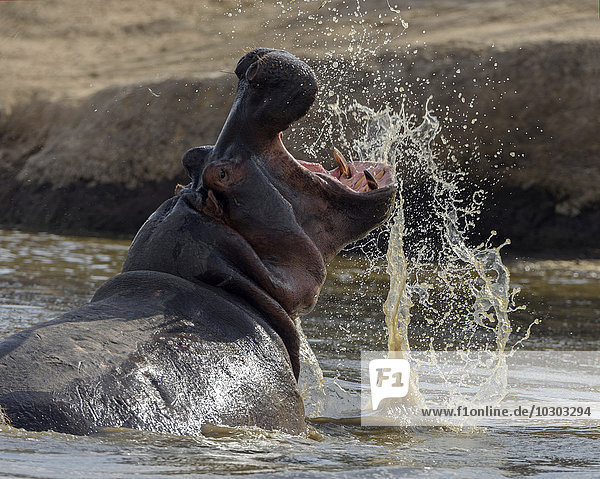 Ein Flusspferd (Hippopotamus amphibious) mit weit aufgerissenem Maul  Masai Mara  Narok County  Kenia  Afrika