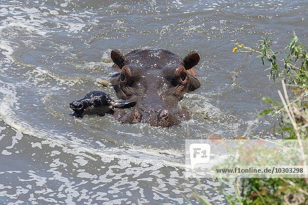 Ein Flusspferd (Hippopotamus amphibious) jagt und tötet ein Gnukalb  ungewöhnliches Verhalten  Seltenheit  Masai Mara  Narok County  Kenia  Afrika