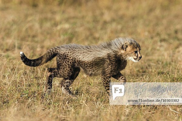 Gepard (Acinonyx jubatus)  sechs Wochen altes Gepardenbaby erkundet seine Umgebung  Maasai Mara  Narok County  Kenia  Afrika