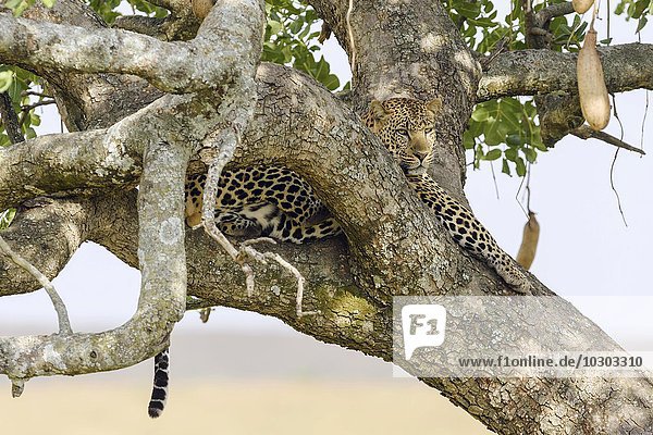 Leopard (Panthera pardus),  Männchen liegt relaxt auf einem Leberwurstbaum (Kigelia africana),  Masai Mara,  Narok County,  Kenia,  Afrika