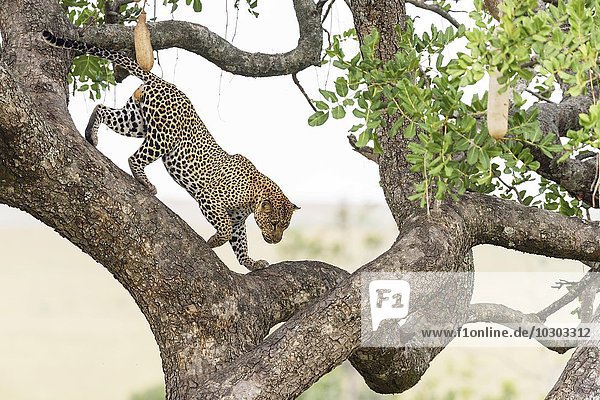 Leopard (Panthera pardus)  Männchen klettert von einem Leberwurstbaum (Kigelia africana)  Masai Mara  Narok County  Kenia  Afrika