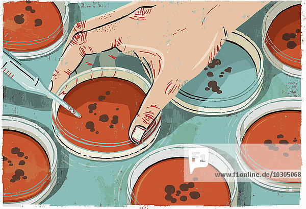 Wissenschaftler arbeitet mit Bakterien in Petrischalen
