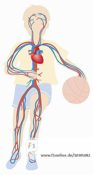 Biomedizinische Illustration des Herz-Kreislauf-Systems eines Ball spielenden Jungen