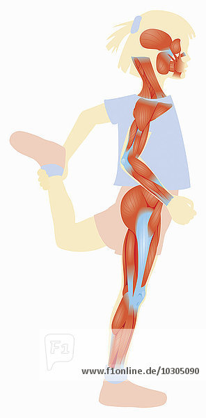 Biomedizinische Illustration eines Mädchens mit gestrecktem Beinmuskel
