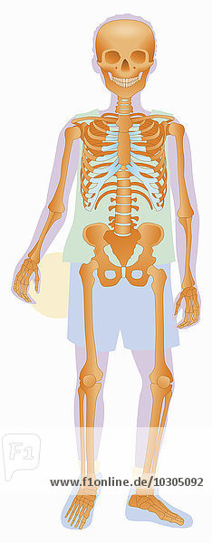 Biomedizinische Illustration des Skeletts eines Ball haltenden Jungen