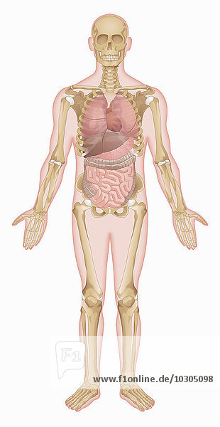 Biomedizinische Illustration des Skeletts und der inneren Organe eines Mannes
