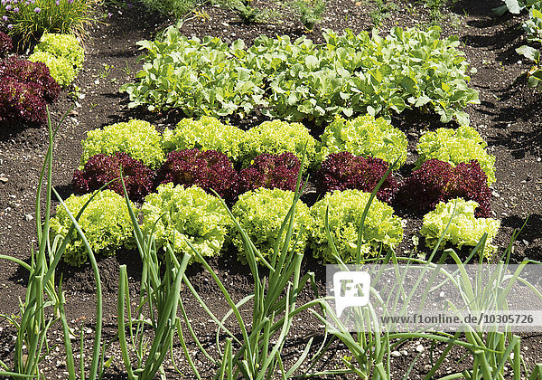 Salatbeet