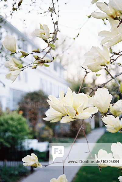 Außenansicht von Hotel und Restaurant  und cremefarbene Blüte des blühenden Magnolienbaums