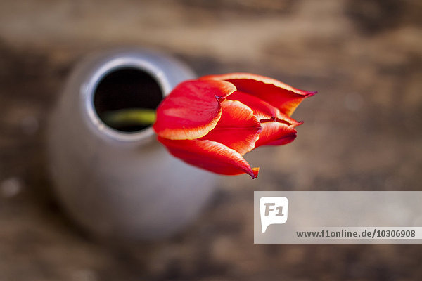 Blumenvase mit roter Tulpe  Tulipa