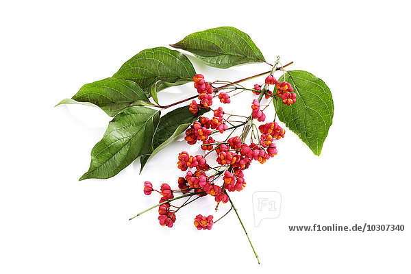 Rote Beeren und Blätter des europäischen Pfaffenhütchens vor weißem Hintergrund