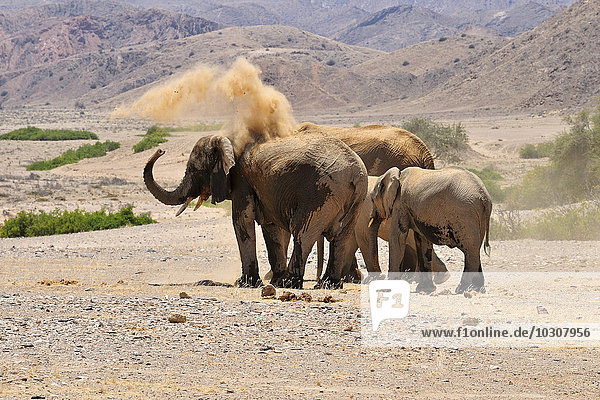 Afrika  Kunene  vier afrikanische Elefanten  Loxodonta africana  am Hoanib River