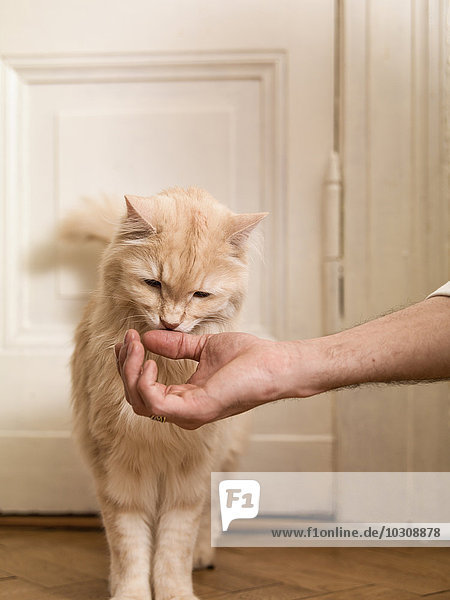 Maine Coon smelling man's hand