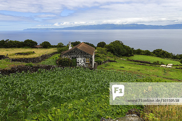 Portugal  Azoren  Pico  Küste bei Santo Amaro  Adega  Bauernhaus