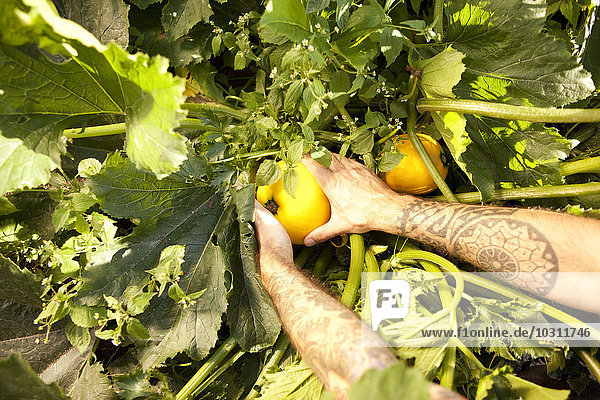 Männerhände beim Ernten von gelben Zucchini