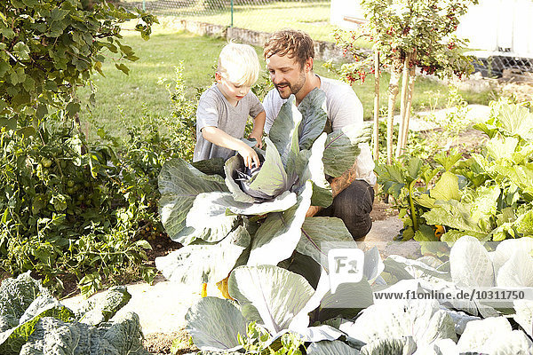 Father and his little son harvesting red cabbage