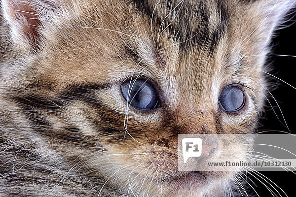 Face of tabby kitten  Felis Silvestris Catus  with blue eyes