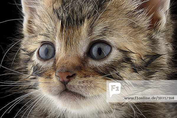 Portrait of tabby kitten  Felis Silvestris Catus  with blue eyes