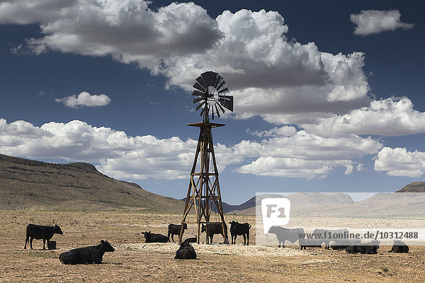 USA  Texas  Rinder an der Wasserwindmühle